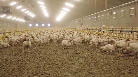 Demissionair landbouwminister Piet Adema wil de bezettingsdichtheid van vleeskuikens vanaf 2026 verlagen van maximaal 42 naar maximaal 39 kg/m2.