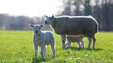 Foto ter illustratie (niet op Texel).
