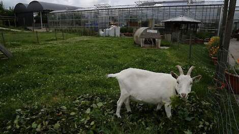 Bij zorgboerderijen is het ziekteverzuim relatief het hoogst. Op de foto een willekeurige zorgboerderij.