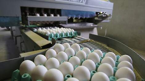 Leghennenhouder Jeroen Rohaan uit Enter (OV) garandeert dat zijn eieren PFAS-vrij zijn. Beeld ter illustratie.
