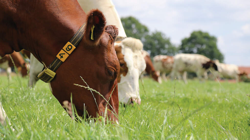De uitstoot van de melkveehouder met een ureumgehalte van 23 die 3.240 uur weidegang toepast, daalt van 13 naar 10 kilo ammoniak per GVE per jaar ten opzichte van geen weidegang.