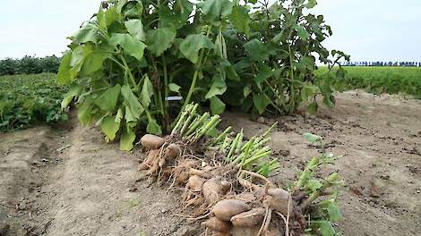 Zoete aardappelplant ter illustratie.