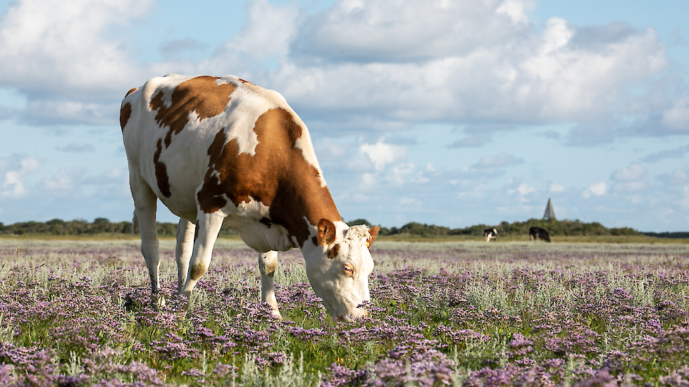 Een koe op Schiermonnikoog. Melkveehouders op het Friese eiland maken zich zorgen over de toekomst door het wegvallen van de Regiodeal.