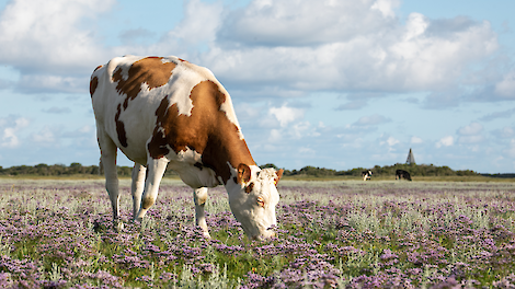 Een koe op Schiermonnikoog. Melkveehouders op het Friese eiland maken zich zorgen over de toekomst door het wegvallen van de Regiodeal.