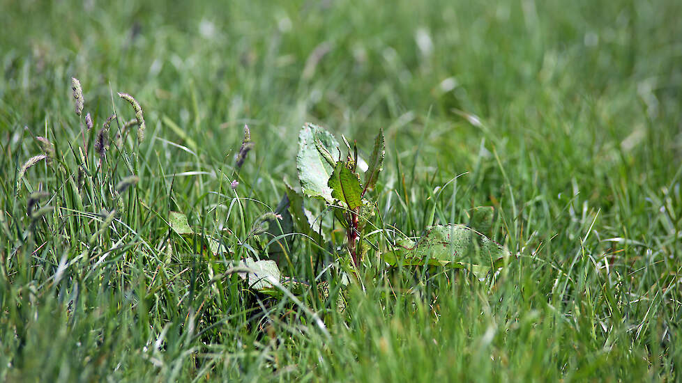 Een verbod van glyfosaat voor graslandverbetering vereist alternatieven als extra grondbewerkingen en frequenter gebruik van andere middelen. De vraag is of het milieu daarbij gebaat is.