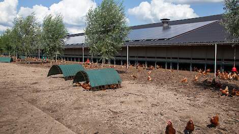 De ophokplicht voor pluimvee is sinds afgelopen zaterdag 6 april niet langer van kracht in België.