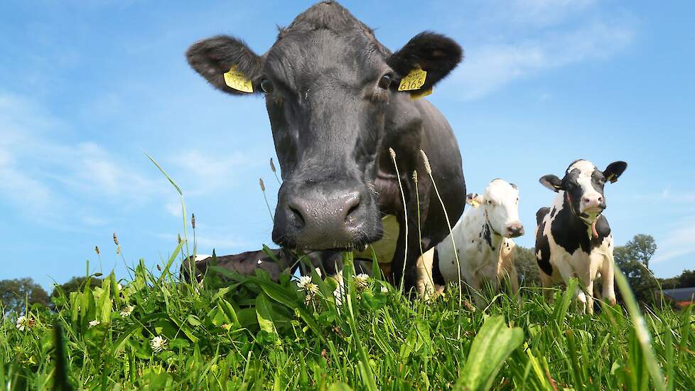 Volgens paringsadviseur Hans Sleumer zal de melkveehouderij een koe moeten accepteren met iets minder productie-aanleg en die wel voldoende balans heeft.
