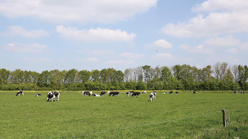 „Wanneer je gewend bent om veel maïs te voeren, moeten zowel de koeien als de ondernemer wennen aan een hoger aandeel gras in het rantsoen.”