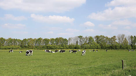 „Wanneer je gewend bent om veel maïs te voeren, moeten zowel de koeien als de ondernemer wennen aan een hoger aandeel gras in het rantsoen.”