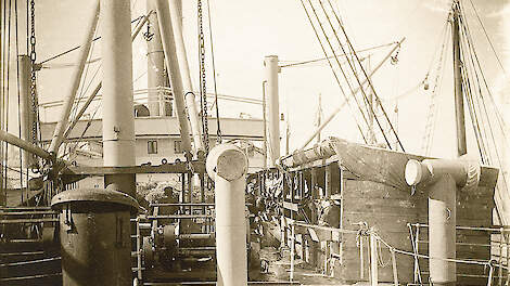 De eerste koeien en stieren die naar Amerika werden uitgevoerd, stonden in halfopen stalletjes op het dek van schepen.