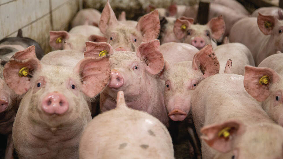 Afroming, opkoopregeling en dierenwelzijnseisen zorgen ver een krimp van bedrijven en varkens
