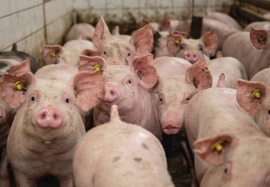 Afroming, opkoopregeling en dierenwelzijnseisen zorgen ver een krimp van bedrijven en varkens
