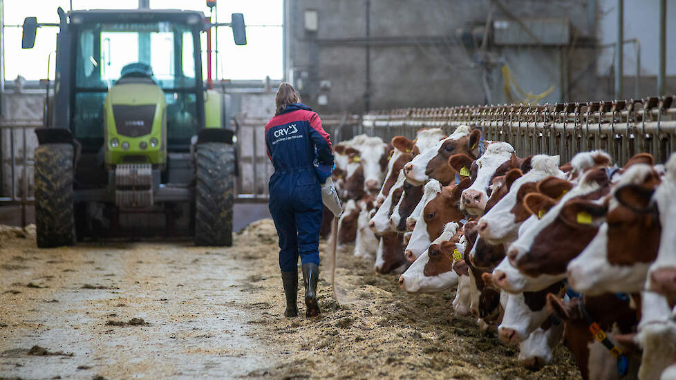 Maatschap Lugtenberg-Oosterhuis houdt 150 MRIJ-koeien. Volgens hen zorgt het ras voor veel arbeidsgemak.