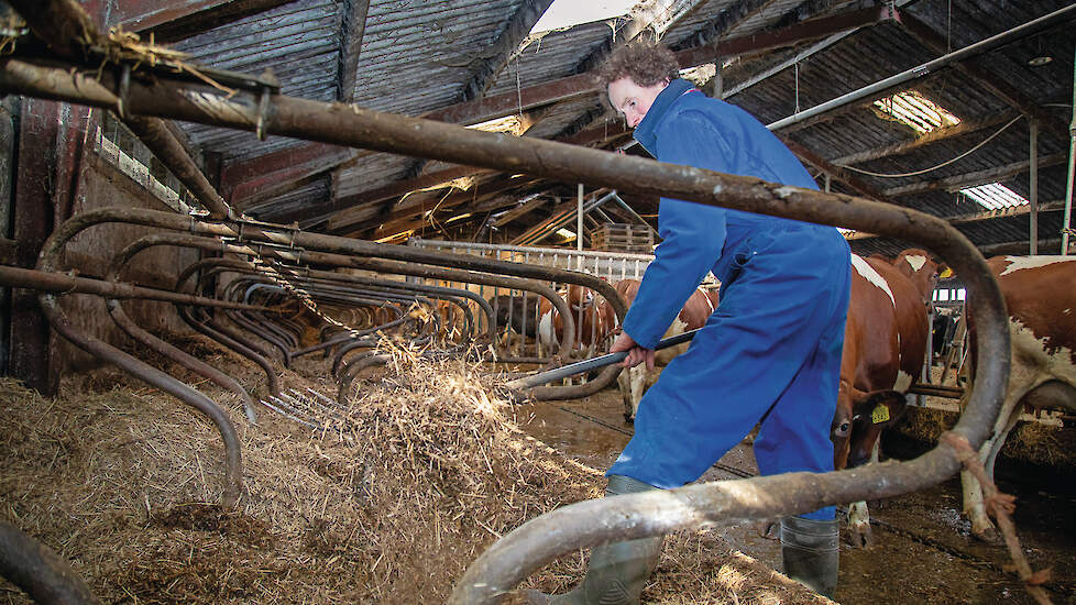 Durk Breeuwsma strooit riet in de stal