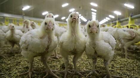 „De kans dat vleeskuikens in een ronde besmet raken met vogelgriep is vanwege de aanzienlijk kortere rondeduur veel geringer dan bij leghennen”, zegt Nepluvi-voorzitter Gert-Jan Oplaat.