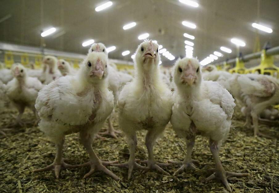 „De kans dat vleeskuikens in een ronde besmet raken met vogelgriep is vanwege de aanzienlijk kortere rondeduur veel geringer dan bij leghennen”, zegt Nepluvi-voorzitter Gert-Jan Oplaat.