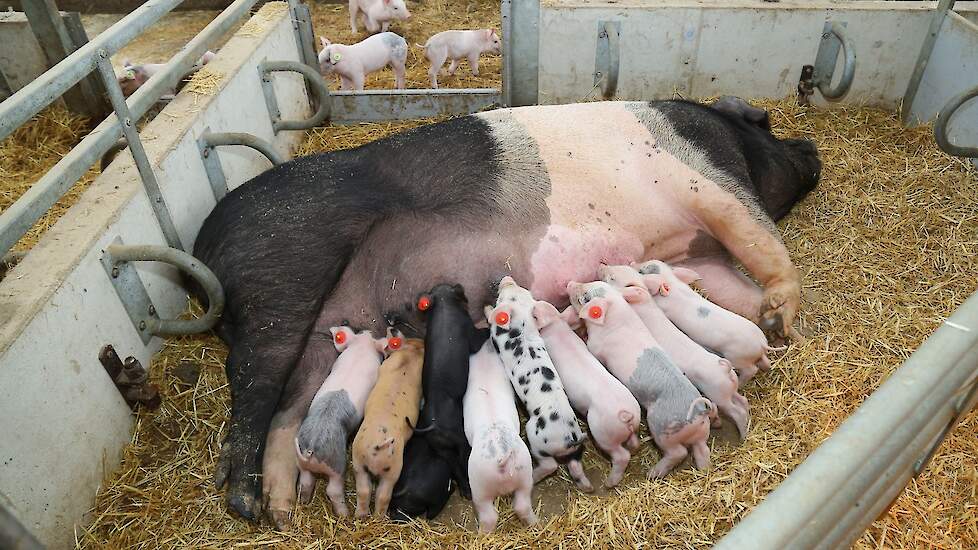 Een kruising van Franse Duroc-varkens ter illustratie.