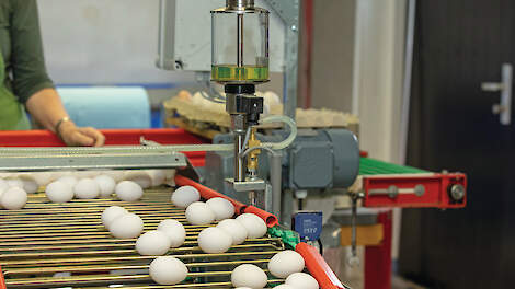 „Witte eieren kennen louter voordelen", stelt pluimvee-econoom Peter van Horne van Wageningen Economic Research.