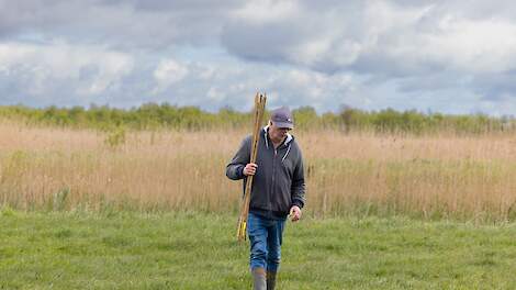 Weidevogelvrijwilliger Eppy struint met markeerstokken door de Blankemhammerpolder op zoek naar nesten.