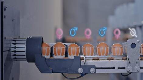 De techniek combineert MRI- en Artificial Intelligence (AI)-technologieën om in één seconde het geslacht van een embryo in een broedei te bepalen.