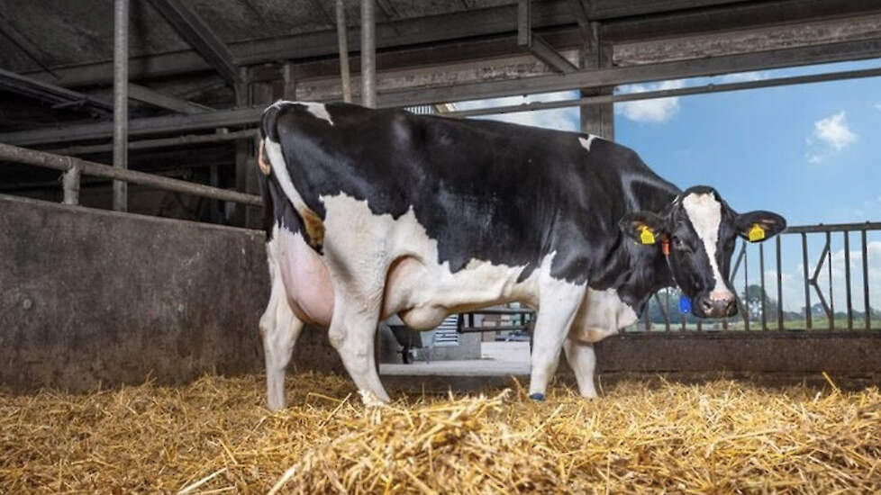 FITBROK bevat pensbestendige choline en is gericht op het bevorderen van levergezondheid.