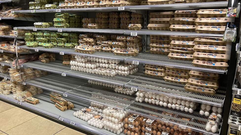 Witte hennen bieden leghennenhouders veel voordelen ten opzichte van bruine. Zouden alle Nederlandse supermarkten moeten overstappen op witte eieren?