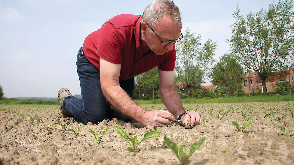 Johnny Remijn van Delphy voert bladluistellingen uit.