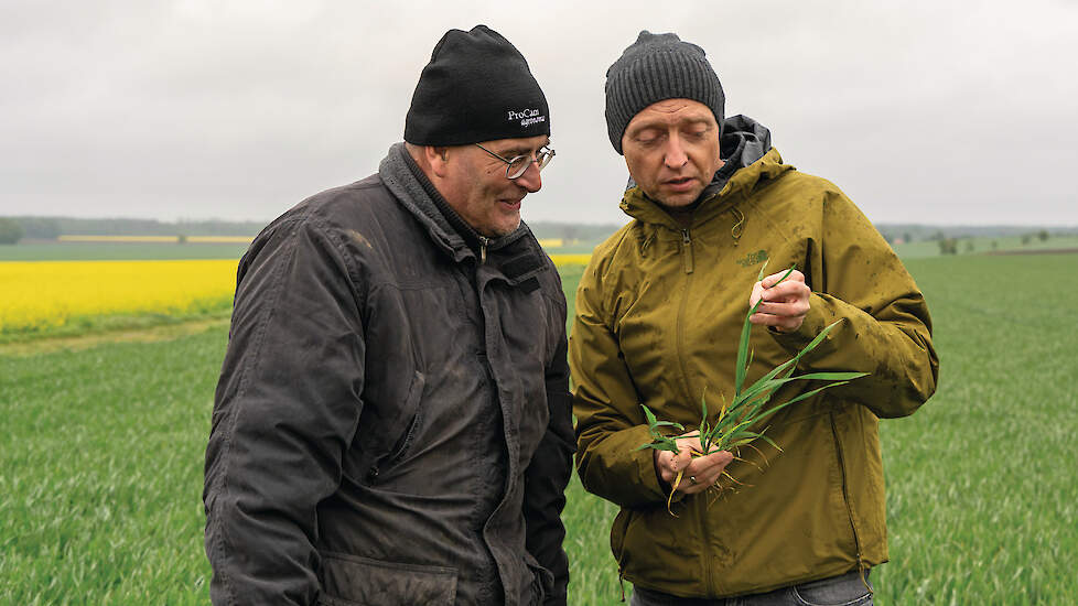 Hessel Appel (links) beoordeelt met zijn teeltadviseur de wintertarwe. Na het spuiten van een halmverkorter kwam een periode met nachtvorst. Het gewas kreeg een behoorlijke tik.