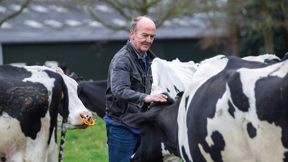 Evert Bakker tussen zijn biologische veestapel: „Ik hou ontzéttend van mooie koeien.”