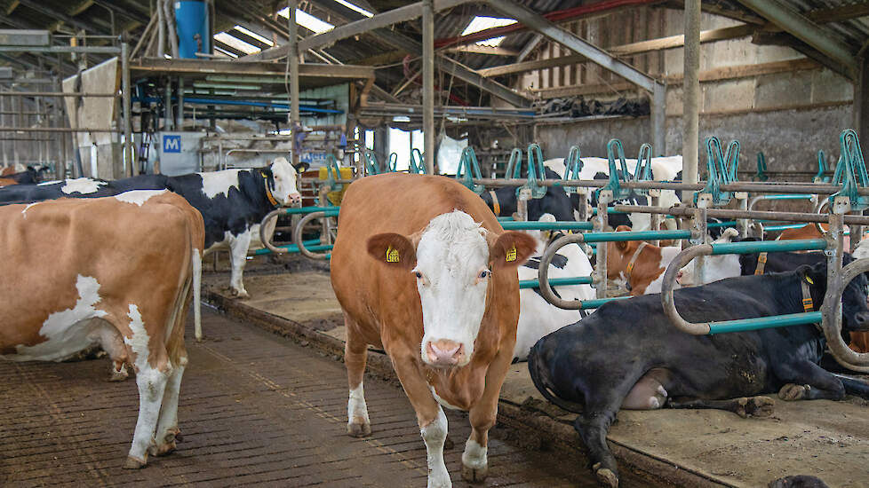 De koeien worden gemolken met twee Fullwood-melkrobots. Op de voorgrond de droge koeien.