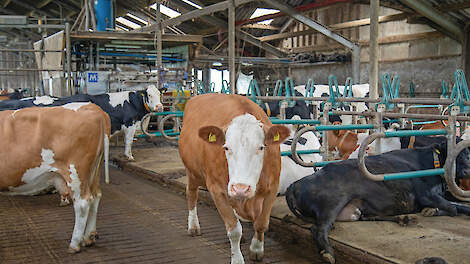 De koeien worden gemolken met twee Fullwood-melkrobots. Op de voorgrond de droge koeien.