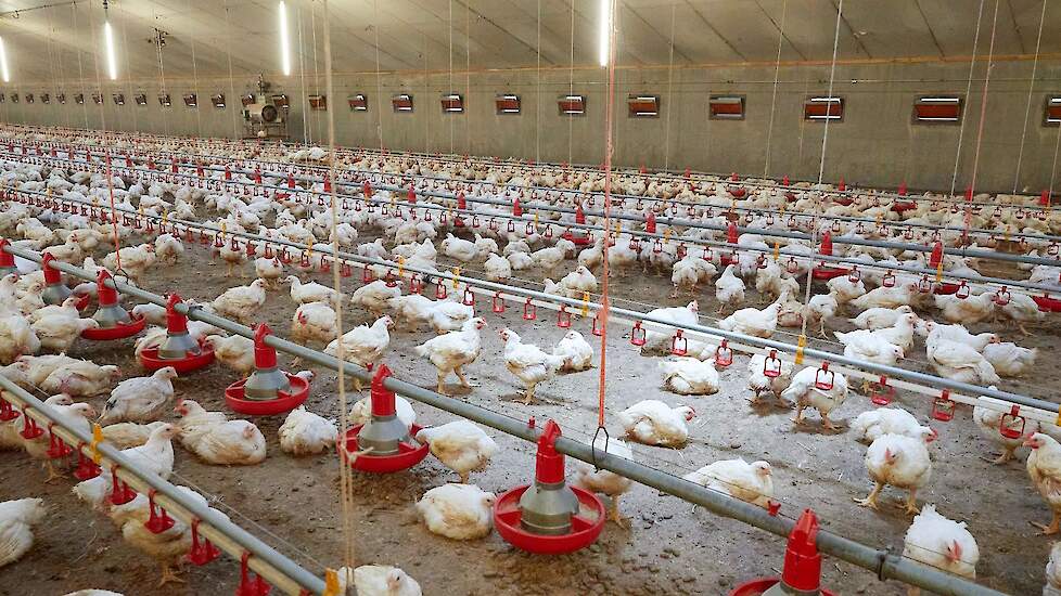 Een lagere bezetting, een trager groeiend ras en zitstokken en zitstokken of strobalen die dienen als zitstokken zijn enkele eisen van het European Chicken Commitment (ECC)-kipconcept.