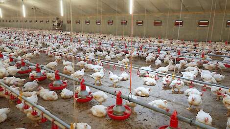 Een lagere bezetting, een trager groeiend ras en zitstokken en zitstokken of strobalen die dienen als zitstokken zijn enkele eisen van het European Chicken Commitment (ECC)-kipconcept.