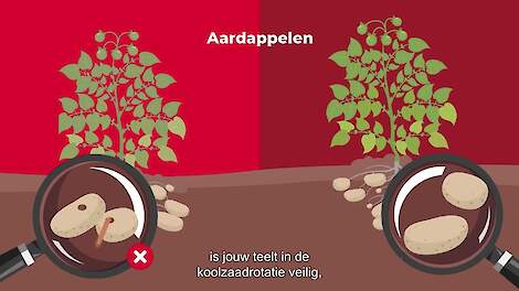 Koolzaad beschermt aardappelen tegen ritnaalden | LG Seeds