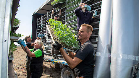 Er is voldoende schone grond in de regio voor de broccoliteelt, vertelt René Verdonk.