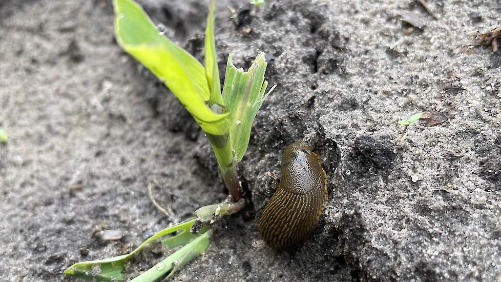 Slakkenschade in mais, hoe herken je het en wat moet je doen