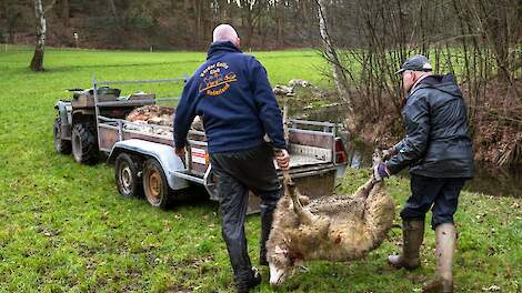 Dode schapen na een wolvenaanval in Renkum (GD).