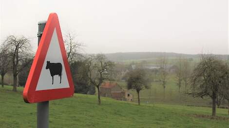 Waarschuwingsbord voor overstekende koeien in België. Ter illustratie.