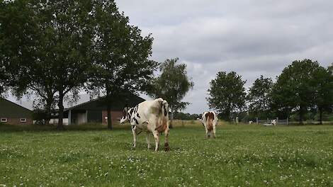 Koeien in de wei in Utrecht.