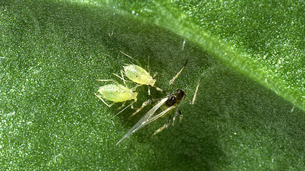 De groene perzikluis.