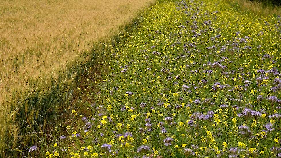 Akkerrand met bloemen langs een tarweveld voor bijen en insecten.