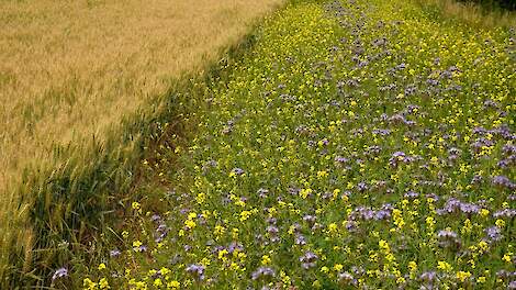 Akkerrand met bloemen langs een tarweveld voor bijen en insecten.