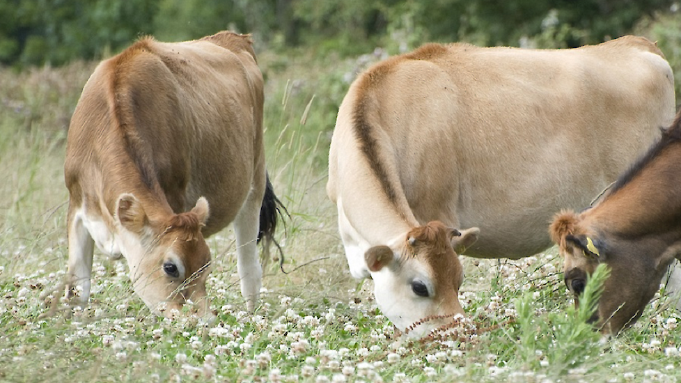 jerseys kruidenrijk grasland