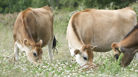 jerseys kruidenrijk grasland