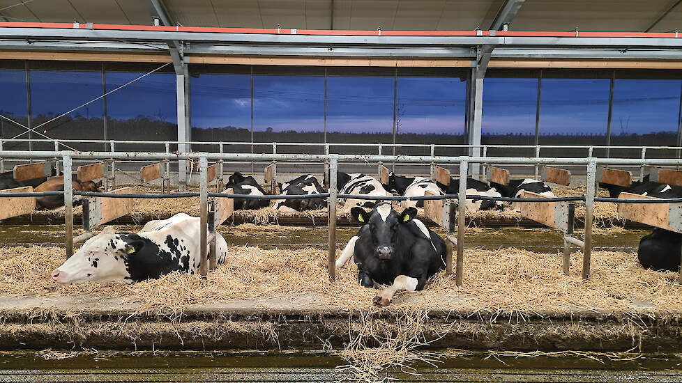 De koeien van Jan en Sanne van der Zijl liggen in diepstrooiselboxen met lang stro in de nieuwe stal. Van de mest maken ze onder andere ruige mest.