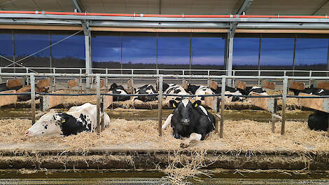 De koeien van Jan en Sanne van der Zijl liggen in diepstrooiselboxen met lang stro in de nieuwe stal. Van de mest maken ze onder andere ruige mest.