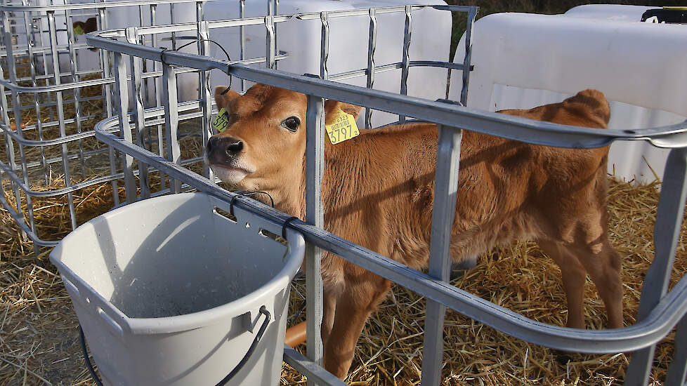 Jerseykalfje op een melkveebedrijf. Kalveren van dit ras zijn volgens verzamelplaatshouders vaak moeilijk te plaatsen omdat ze zo licht zijn.