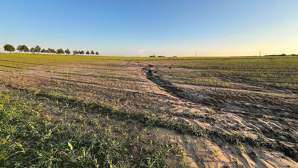 Op hellende percelen in Zuid-Limburg is een deel van de uienplantjes weggespoeld en/of het jonge gewas bedekt met een laag modder.