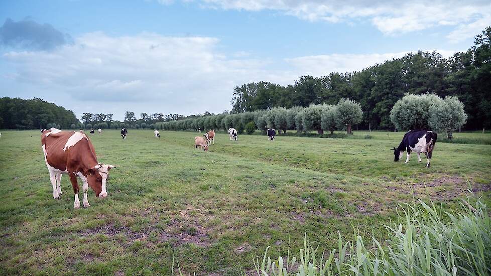 Koeien in weiland, ahavelaar via iStock