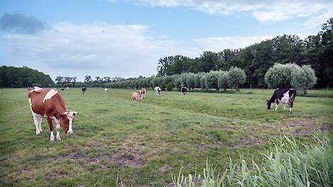 Koeien in weiland, ahavelaar via iStock